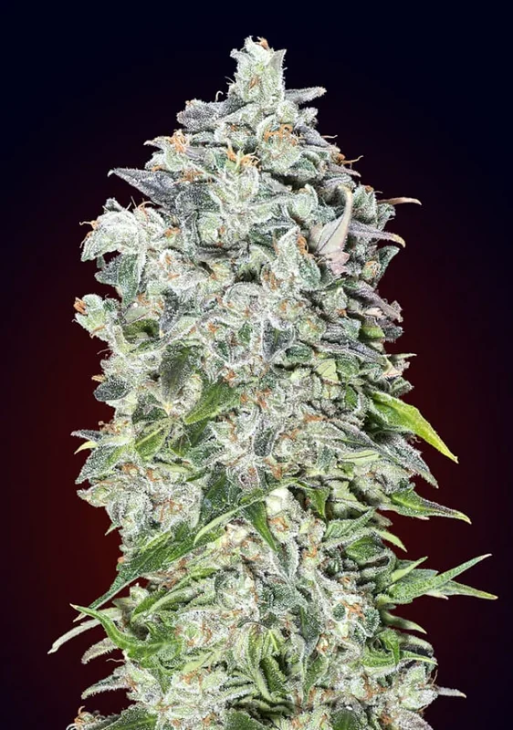 00 Kush van 00seeds
