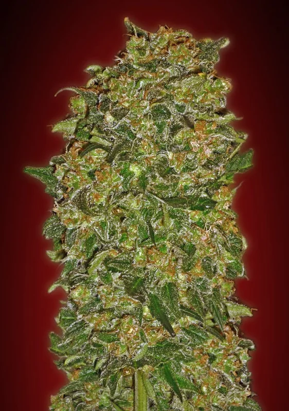 Chocolate Kush van 00seeds