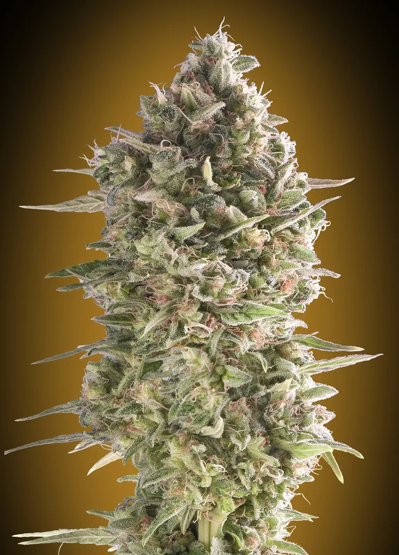 Do-Si-Dos Cookies van 00seeds