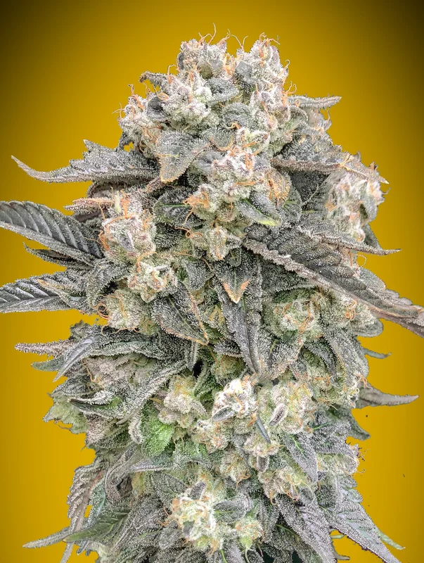 Mimosa van 00seeds
