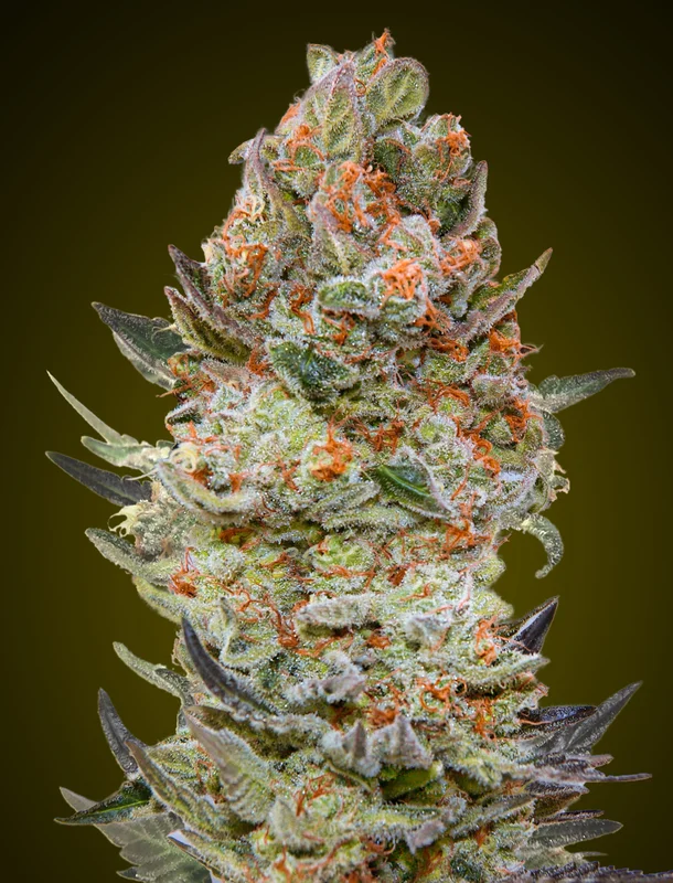 Sweet Critical CBD van 00seeds