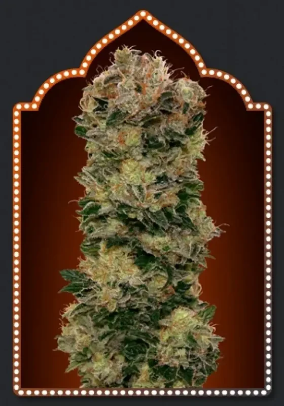 Sweet Soma van 00seeds