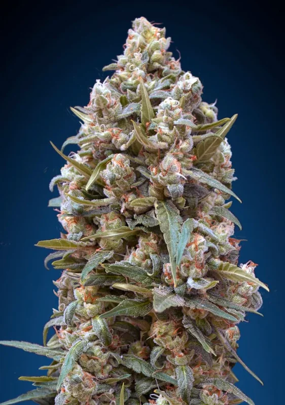 00 KUSH van 00seeds