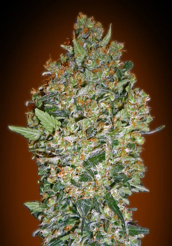 Cheese Berry van 00seeds