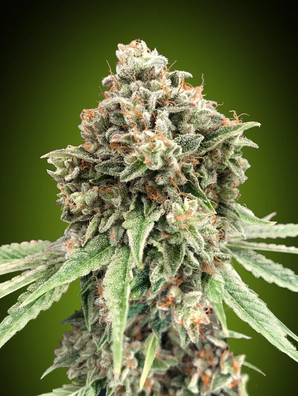 Sweet Critical Fast van 00seeds