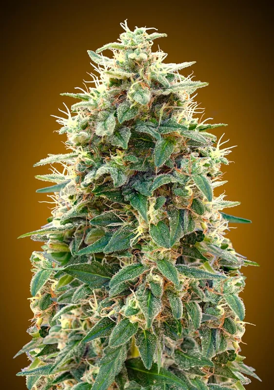 00 Cheese van 00seeds
