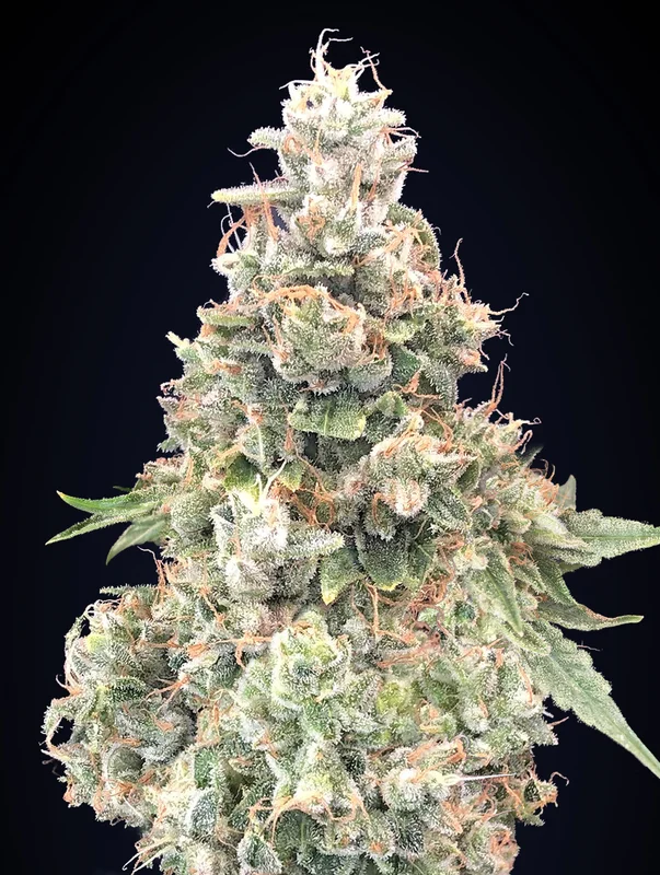 California Kush Fast van 00seeds