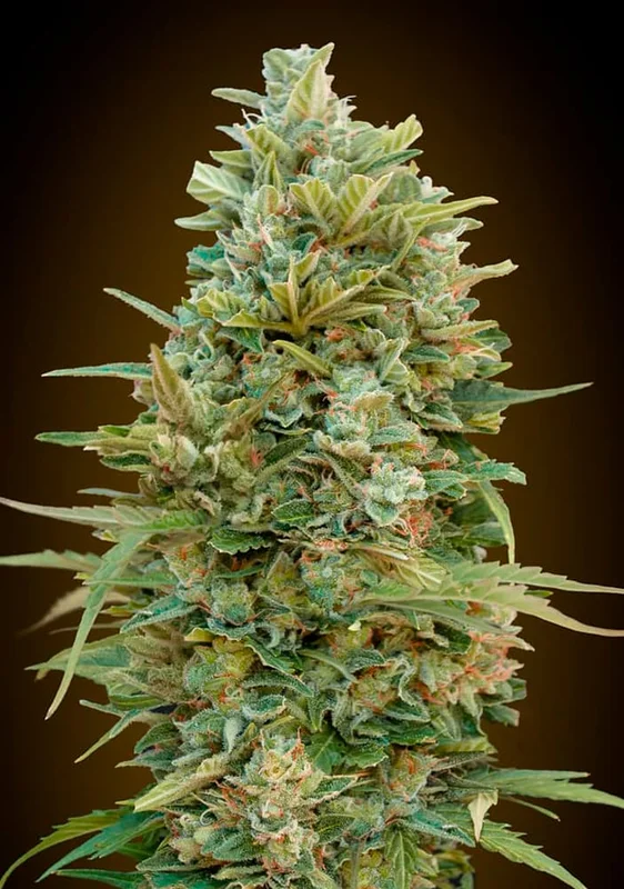 Do-Si-Dos Cookies van 00seeds