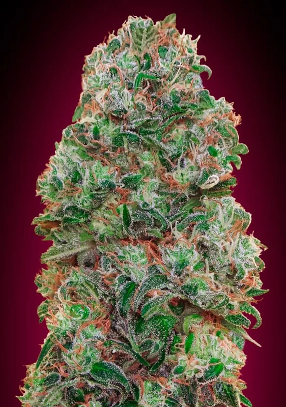 Bubble Gum van 00seeds