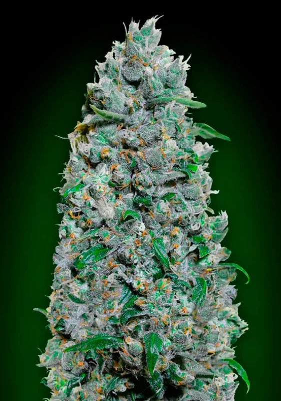 Afghan Mass XXL van 00seeds