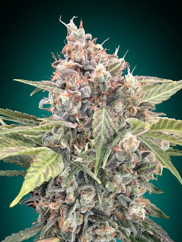 Northern Lights CBD van 00seeds