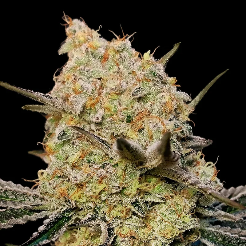 Gelato Mint van 00seeds