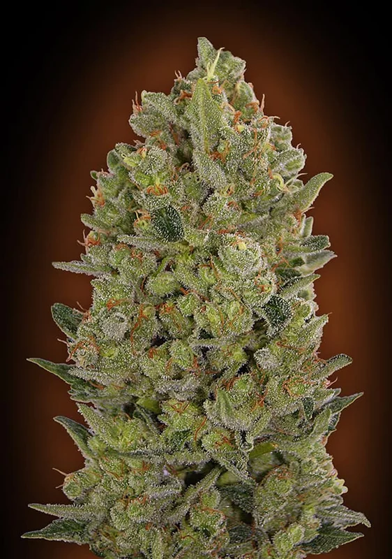 00 Cheese van 00seeds