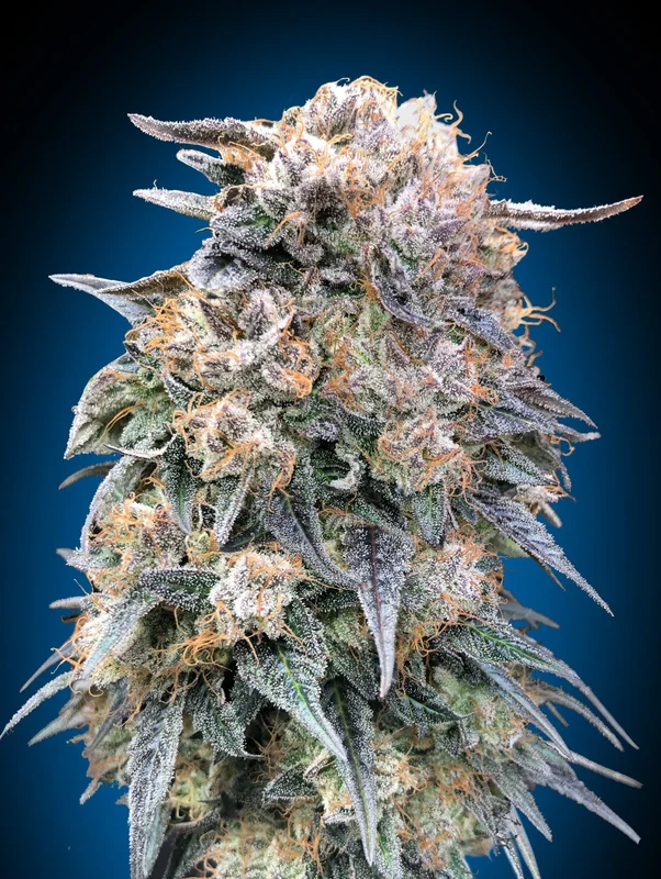 00 Kush Fast van 00seeds