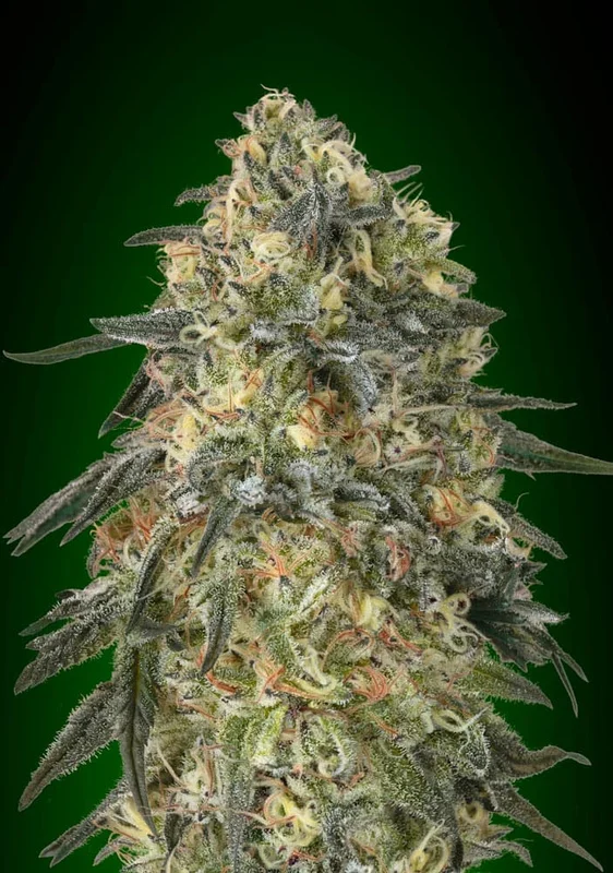 Gorilla van 00seeds