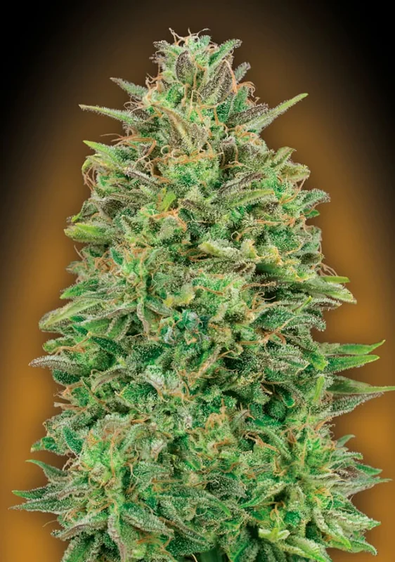 00 Skunk van 00seeds