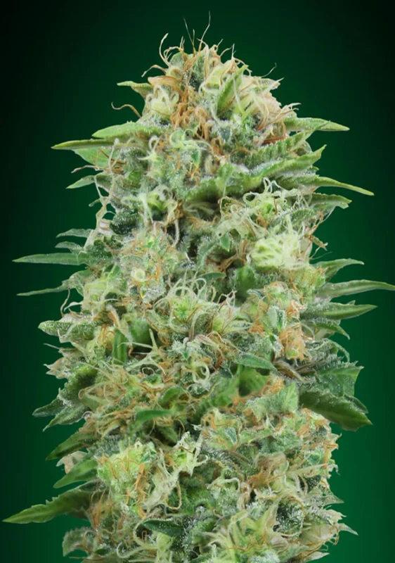 White Widow CBD van 00seeds