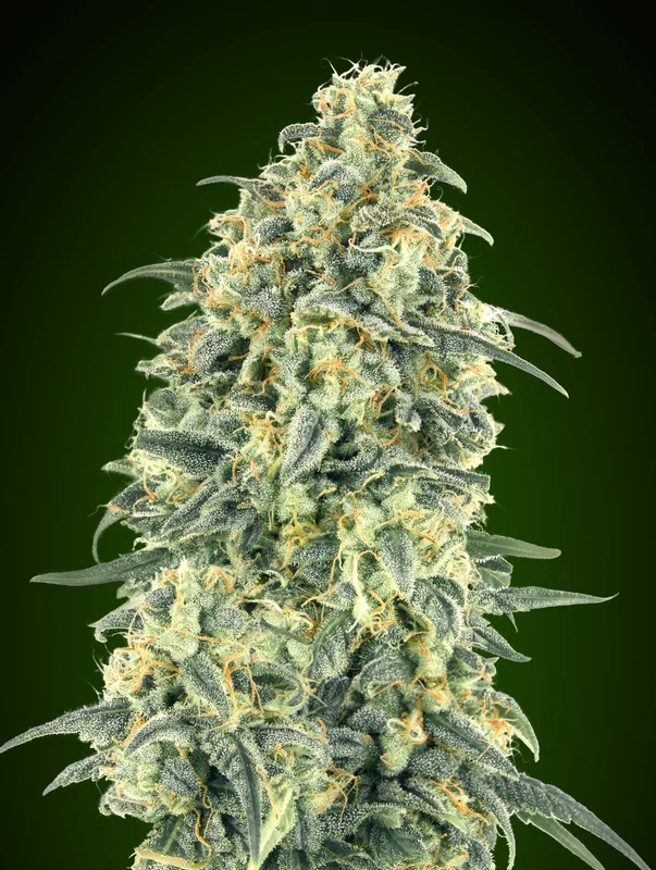 White Widow XXL van 00seeds