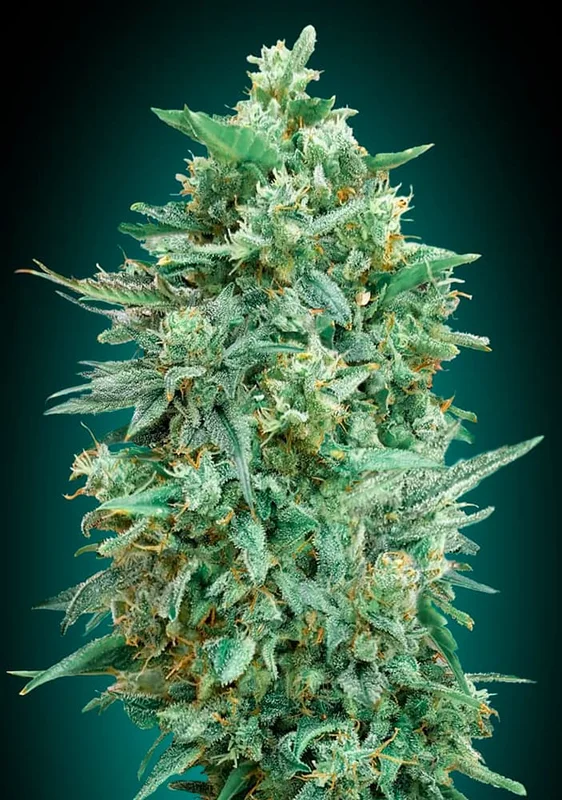 Northern Lights XXL van 00seeds