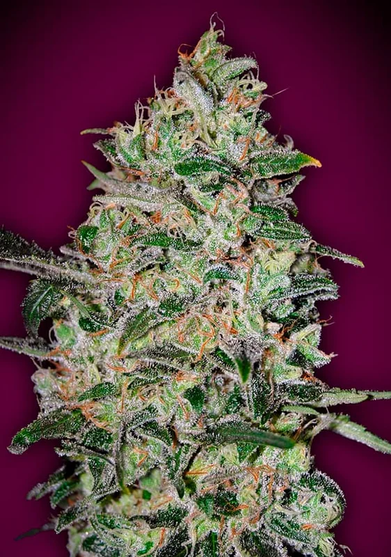 Bubble Gum Fast van 00seeds