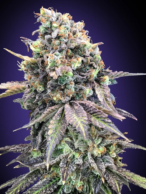 Purple Punch van 00seeds