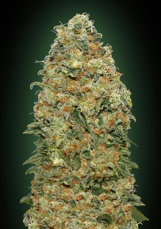 White Widow van 00seeds