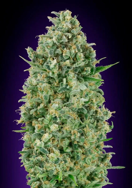 Critical Poison van 00seeds
