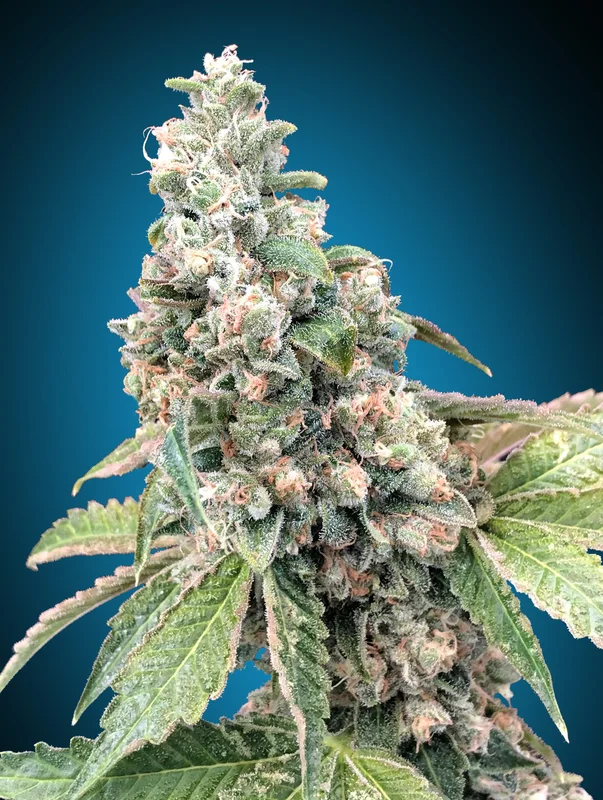 Harlequin CBD van 00seeds