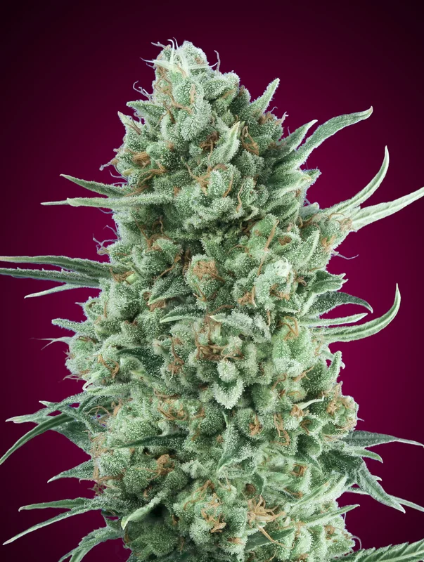 Bubble Gum XXL van 00seeds