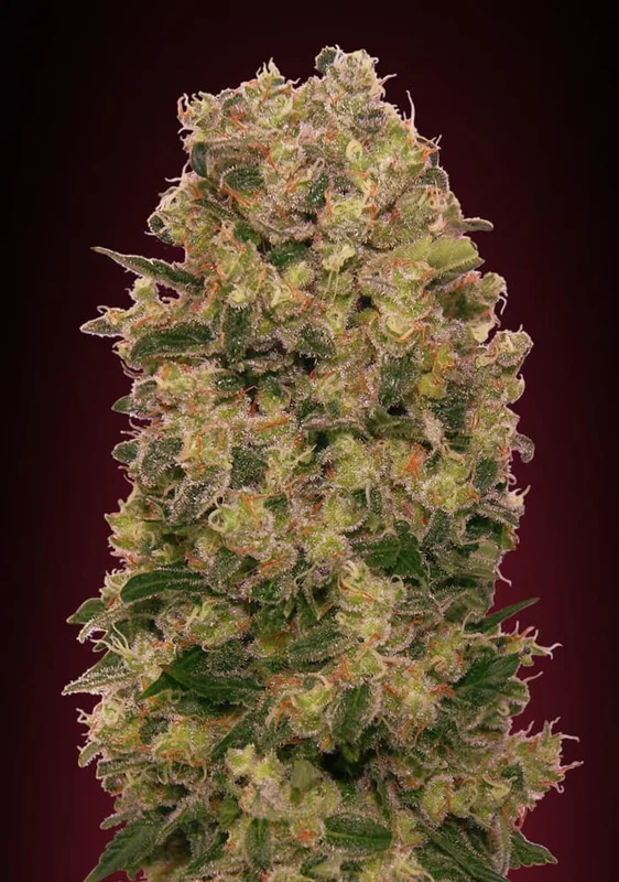 Caramel Kush van 00seeds