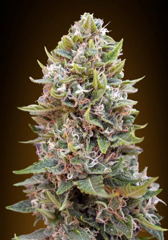 Cheese Berry van 00seeds