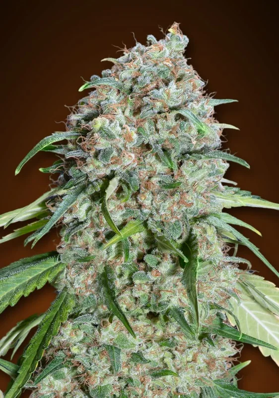Chocolate Skunk CBD van 00seeds