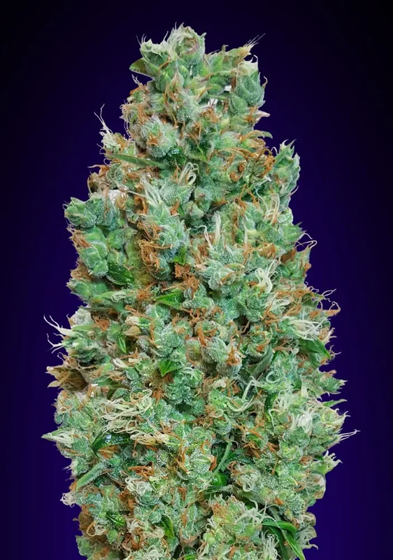 Blueberry van 00seeds