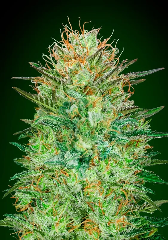 Sweet Critical van 00seeds