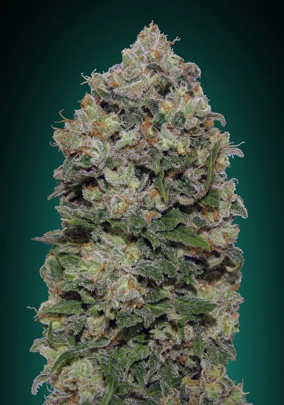 Northern Lights van 00seeds
