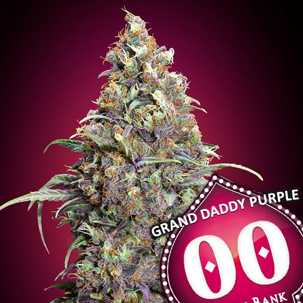 Grand Daddy Purple van 00seeds
