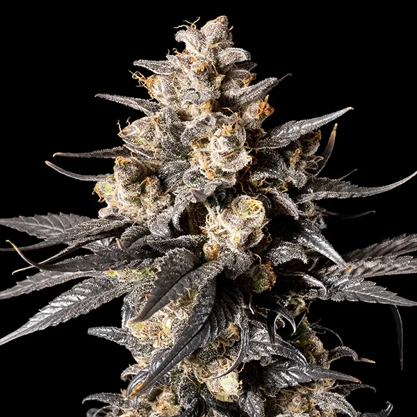Apple Bananas van 00seeds
