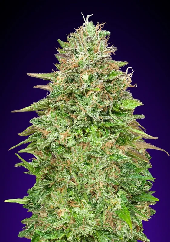 Critical Poison Fast van 00seeds