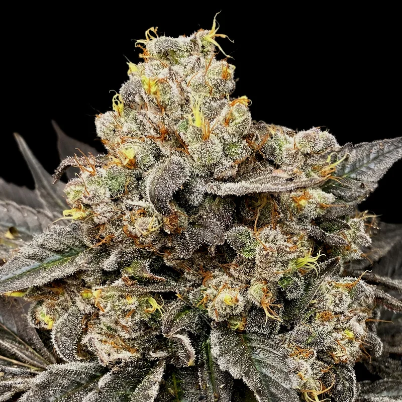 Biscotti Zkittlez van 00seeds