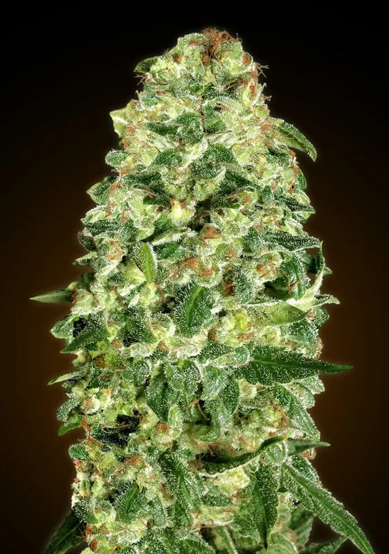 California Kush van 00seeds