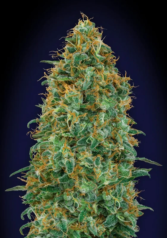 Blueberry van 00seeds
