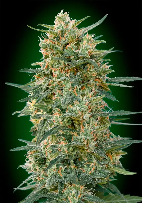 Gorilla Fast van 00seeds