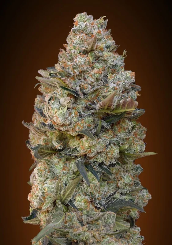 Chocolate Skunk van 00seeds
