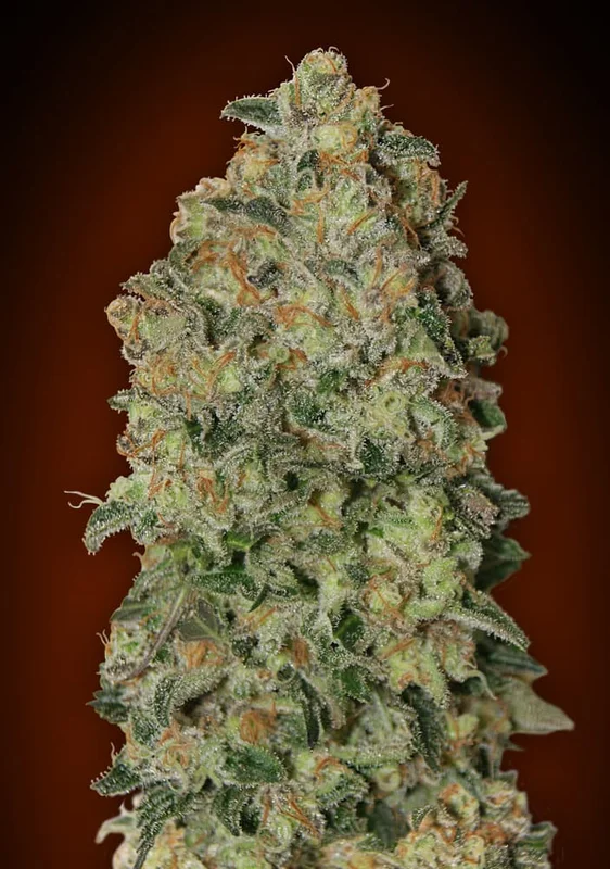 Chocolate Skunk van 00seeds