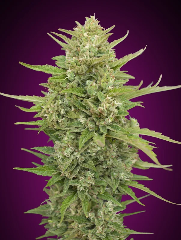 Super Skunk van 00seeds