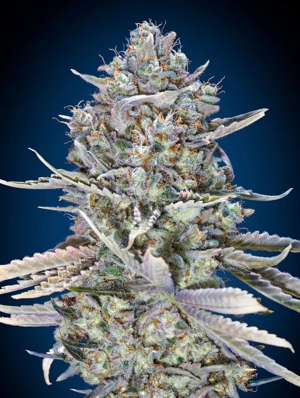 Blue Dream Fast van 00seeds