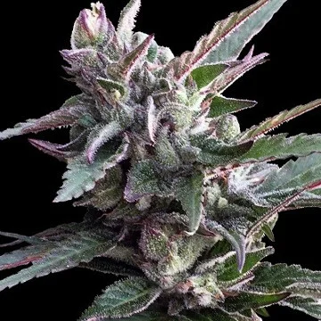Thai Chi van ACE Seeds