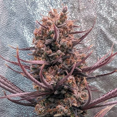 Panama Haze van ACE Seeds