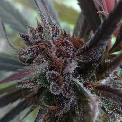 Haze x Kali China van ACE Seeds