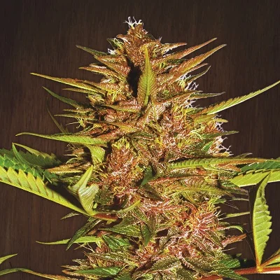 Pakistan Chitral Kush van ACE Seeds